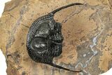 Huge, Onnia Trilobite Fossil - Top Quality Specimen #344467-2